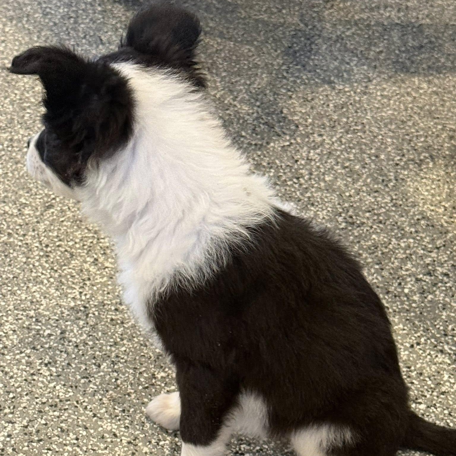 Enlarge ROSA, an adopted mixed breed in Loveland, CO image 5/5