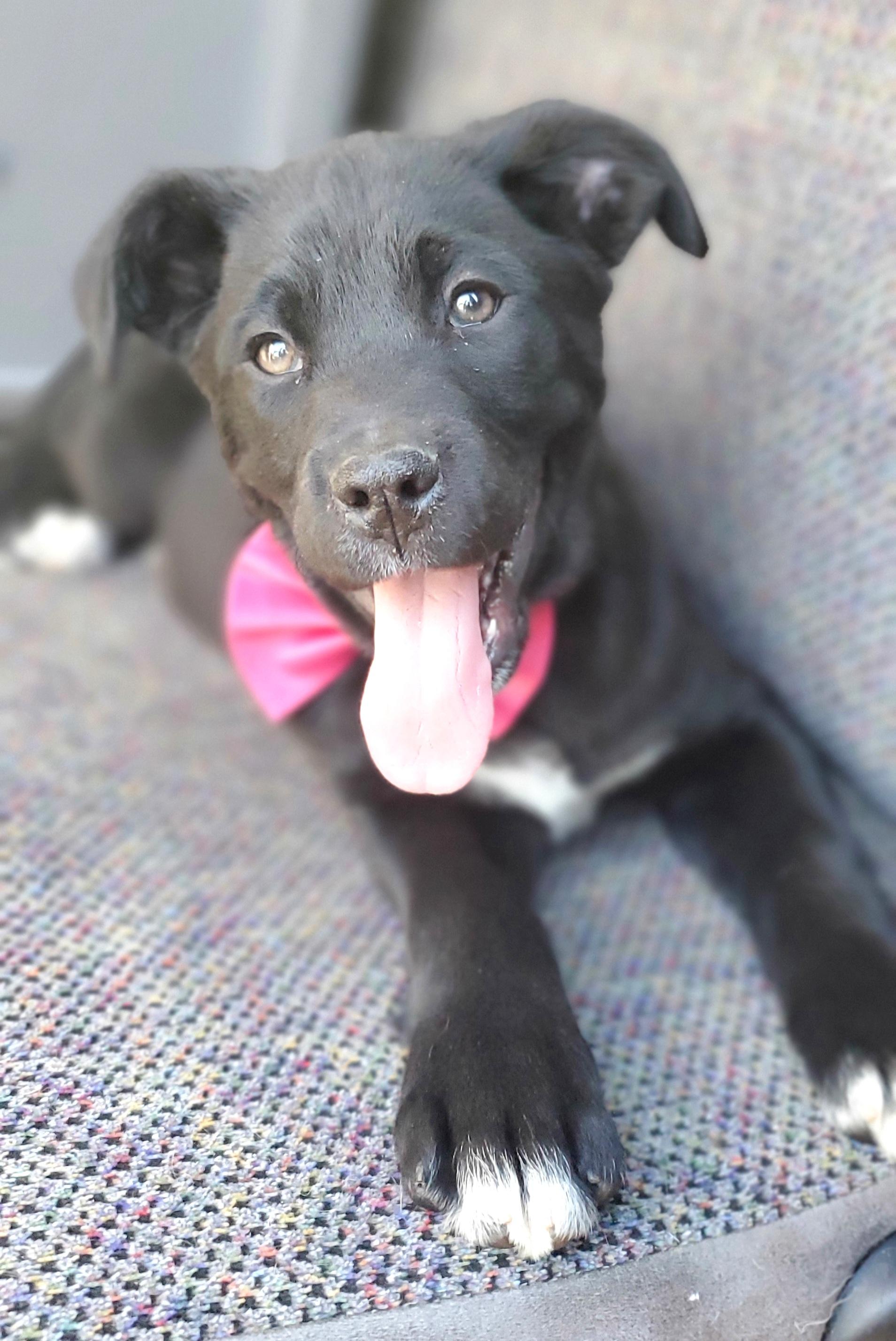 Enlarge Harlow, a Adoptable mixed breed in Fayetteville , NC image 6/6