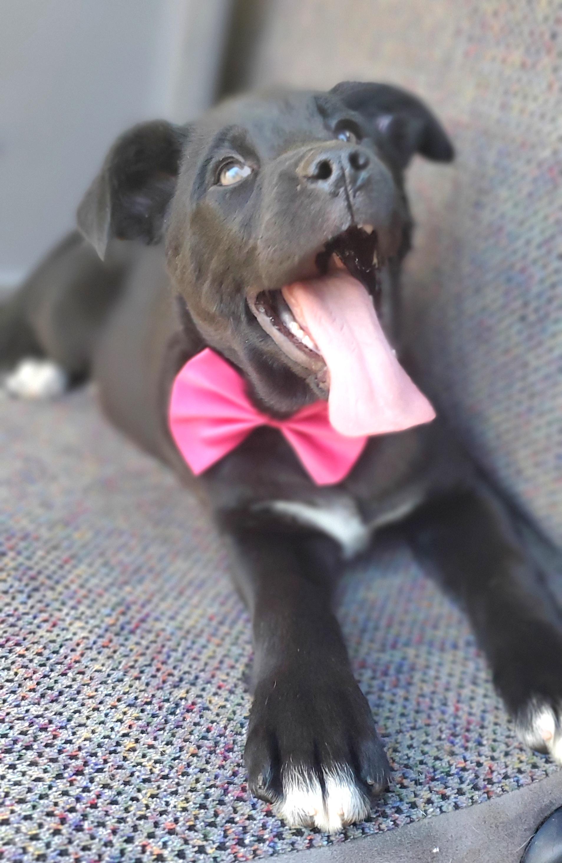 Enlarge Harlow, a Adoptable mixed breed in Fayetteville , NC image 2/6