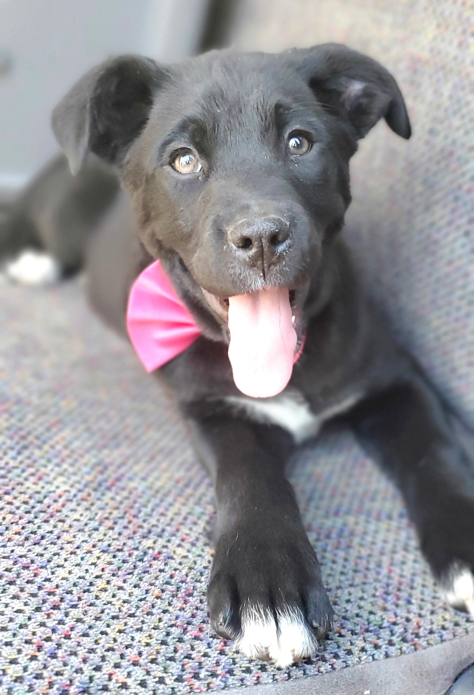 Enlarge Harlow, a Adoptable mixed breed in Fayetteville , NC image 3/6