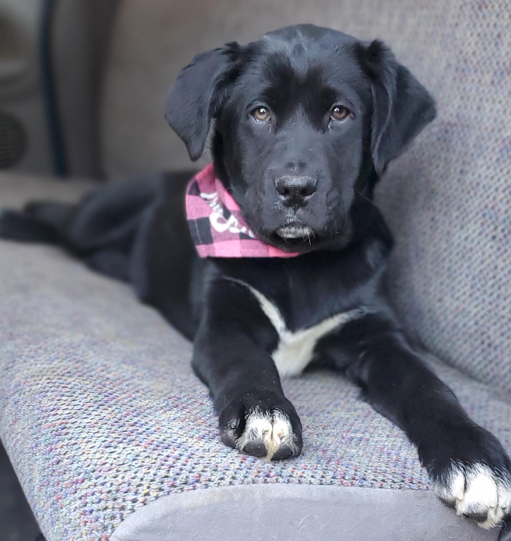 Enlarge Harlow, a Adoptable mixed breed in Fayetteville , NC image 5/6