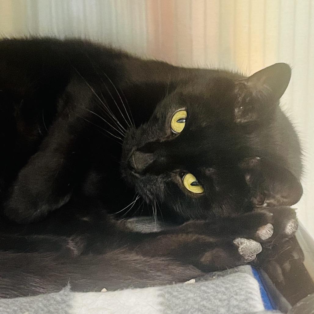 Enlarge Jinx, a Adoptable Domestic Short Hair in Columbia Station, OH image 1/5