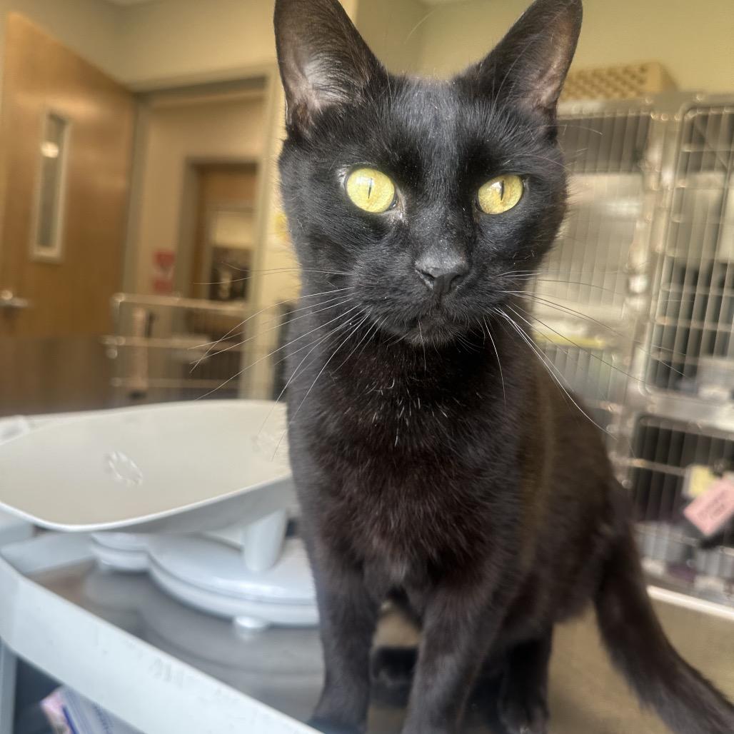 Enlarge Jinx, a Adoptable Domestic Short Hair in Columbia Station, OH image 2/5