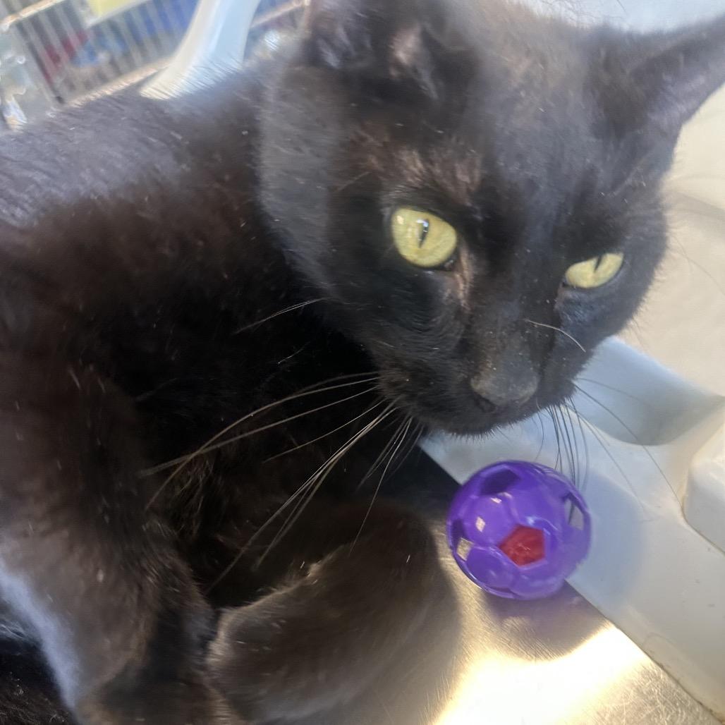 Enlarge Jinx, a Adoptable Domestic Short Hair in Columbia Station, OH image 3/5