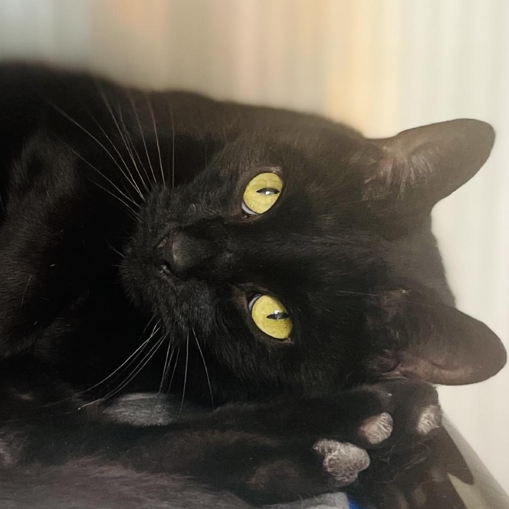 Enlarge Jinx, a Adoptable Domestic Short Hair in Columbia Station, OH image 4/5