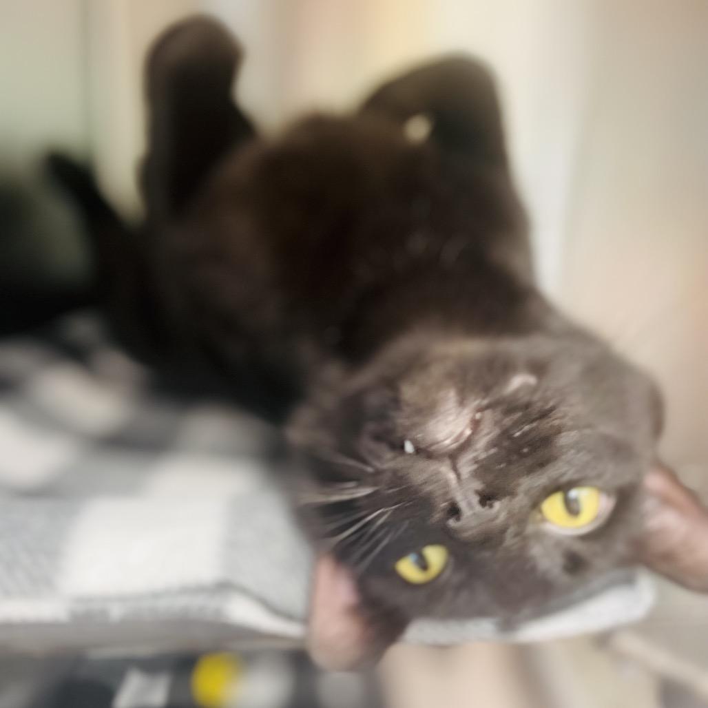 Enlarge Jinx, a Adoptable Domestic Short Hair in Columbia Station, OH image 5/5