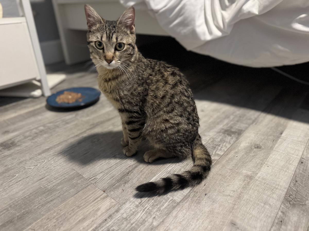 Salty Sea, Adoptable, Adult Female Domestic Short Hair & Tabby.