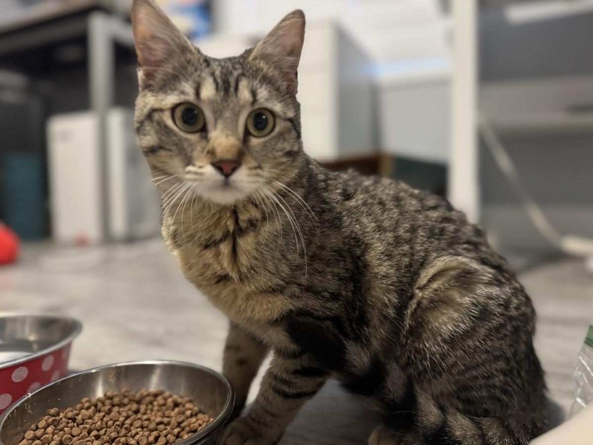 Enlarge Salty Sea, a Adoptable mixed breed in Chandler, AZ image 3/3