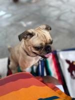 Enlarge Elliott, a Adoptable mixed breed in Seattle, WA image 1/5