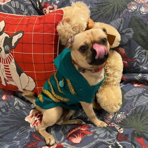 Enlarge Elliott, a Adoptable mixed breed in Seattle, WA image 2/5