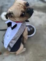 Enlarge Elliott, a Adoptable mixed breed in Seattle, WA image 5/5