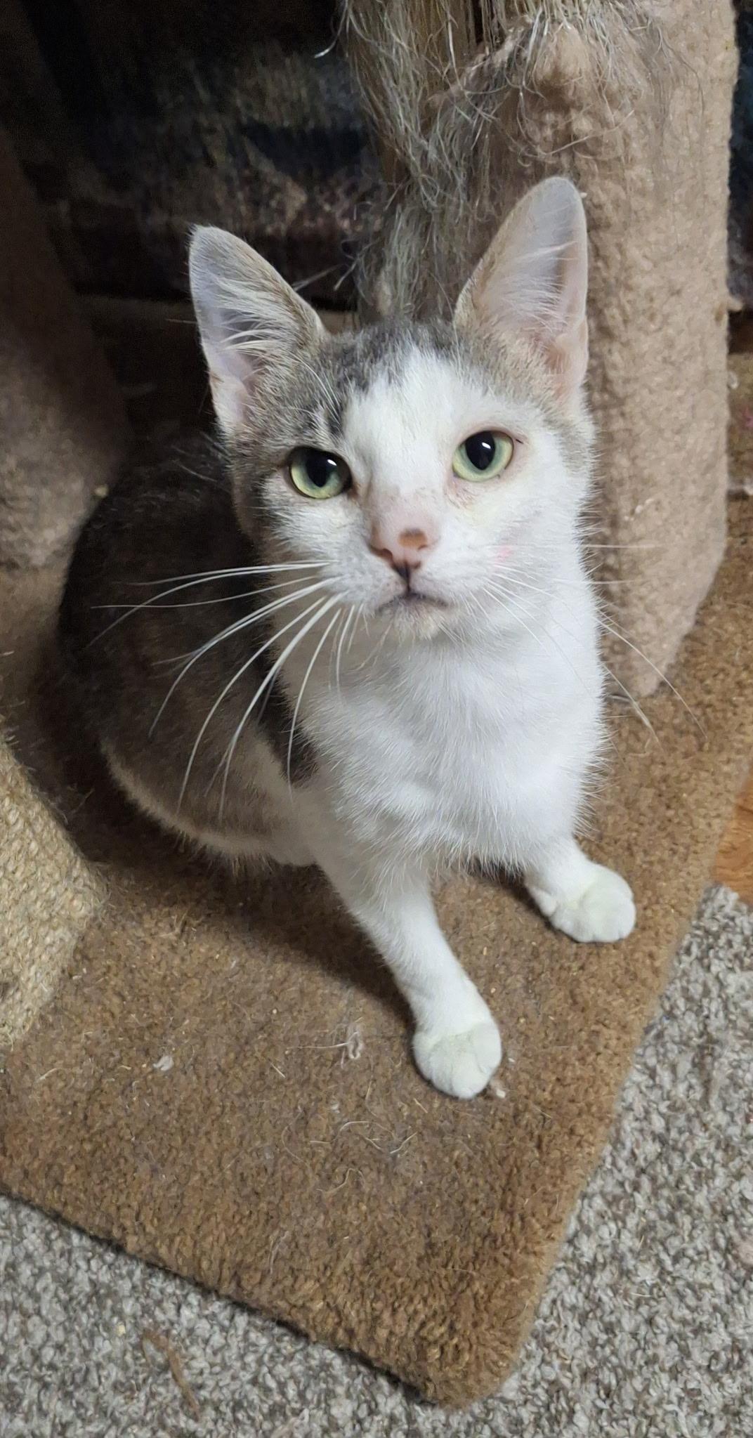 Lonesome Dove, a Adoptable Domestic Short Hair in Pocatello, ID image 1/2