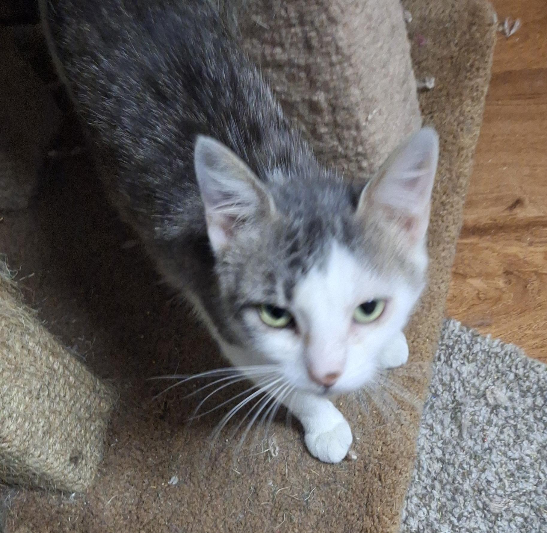 Lonesome Dove, a Adoptable Domestic Short Hair in Pocatello, ID image 2/2