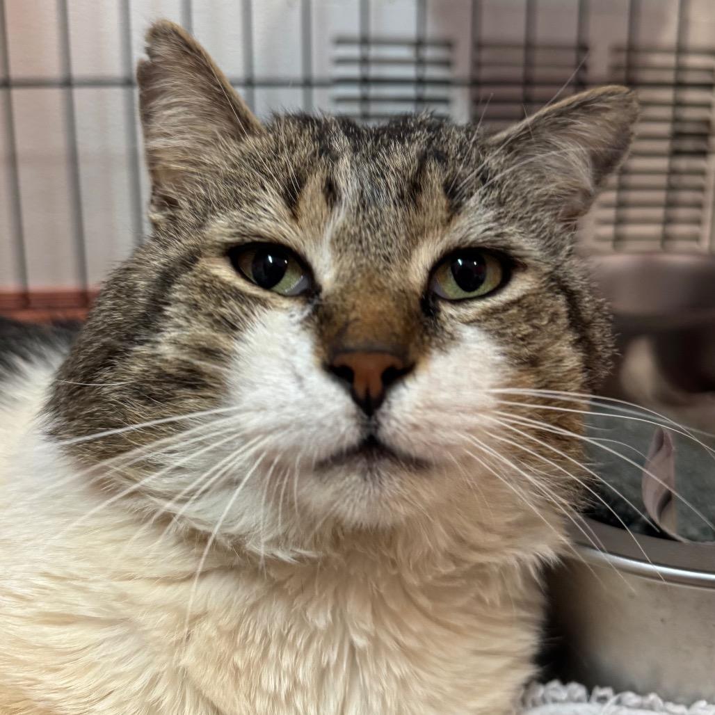 Tommy B. Oliver, Adoptable, Adult Male Domestic Short Hair.