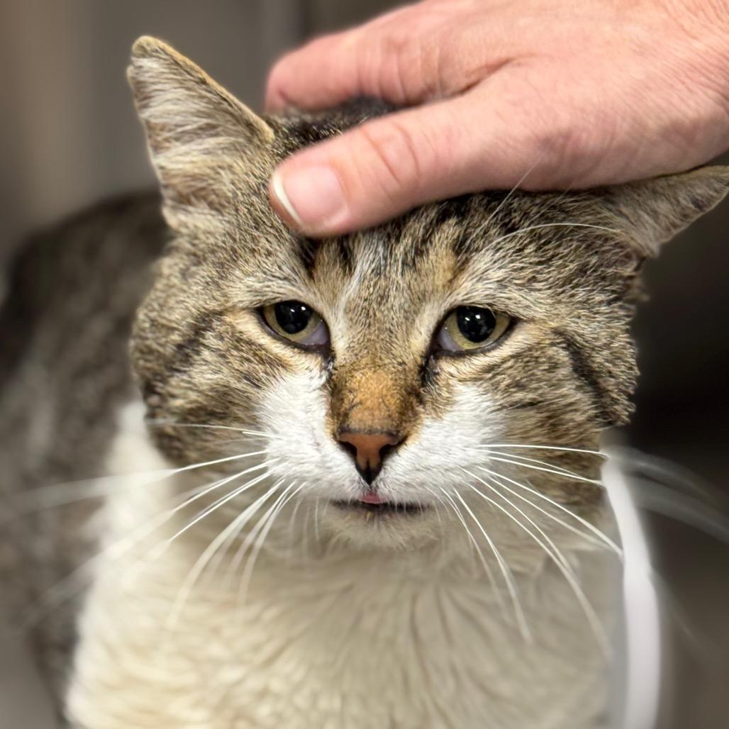 Enlarge Tommy B. Oliver, a Adoptable Domestic Short Hair in Decatur, GA image 2/6