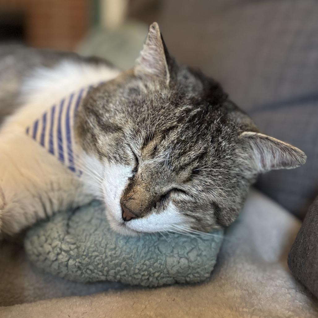 Enlarge Tommy B. Oliver, a Adoptable Domestic Short Hair in Decatur, GA image 3/6