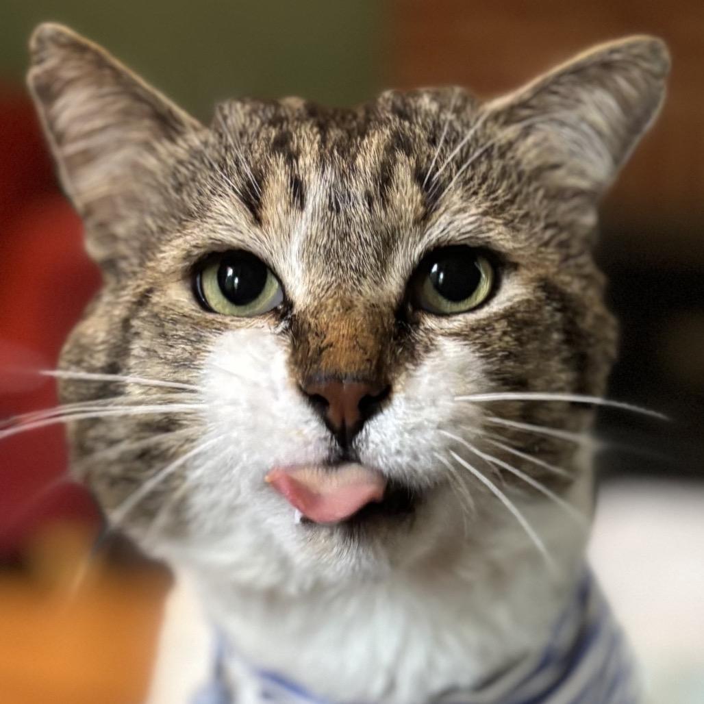 Enlarge Tommy B. Oliver, a Adoptable Domestic Short Hair in Decatur, GA image 4/6