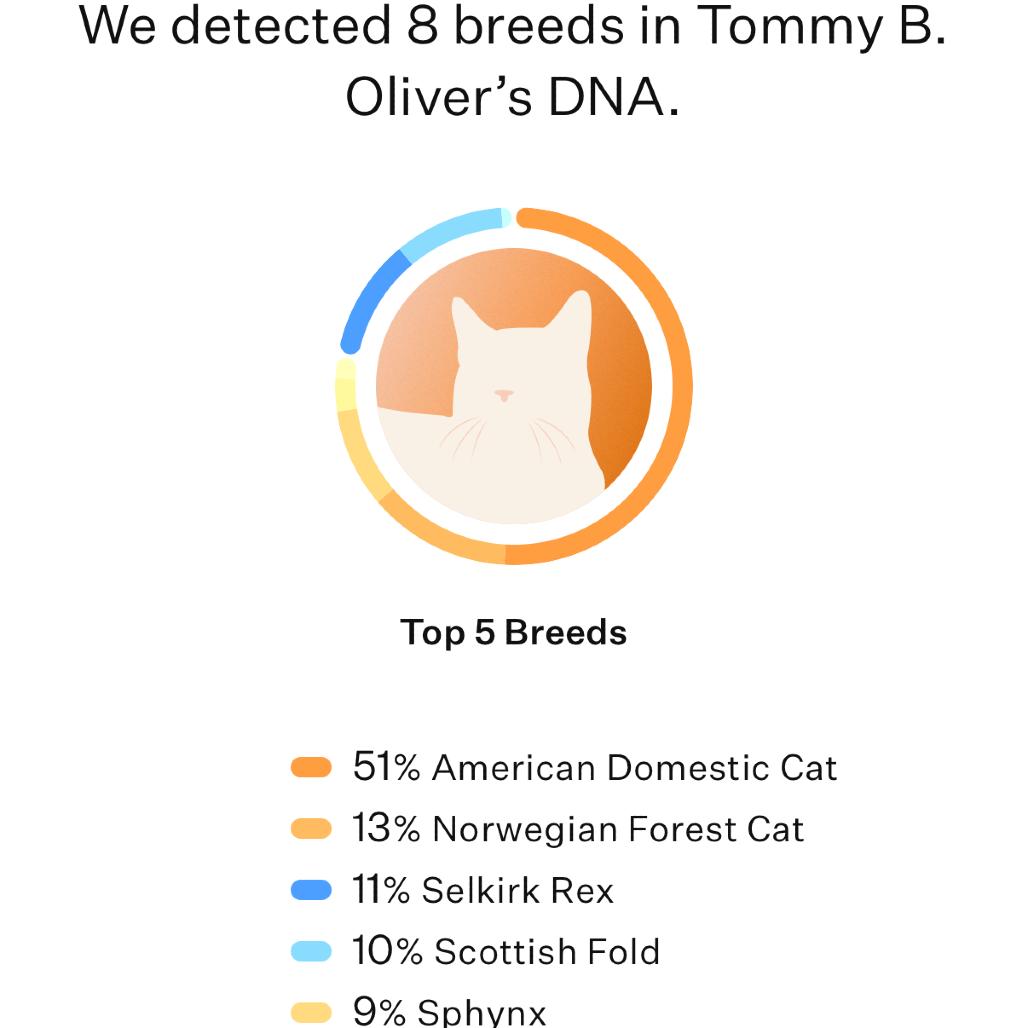 Enlarge Tommy B. Oliver, a Adoptable Domestic Short Hair in Decatur, GA image 5/6