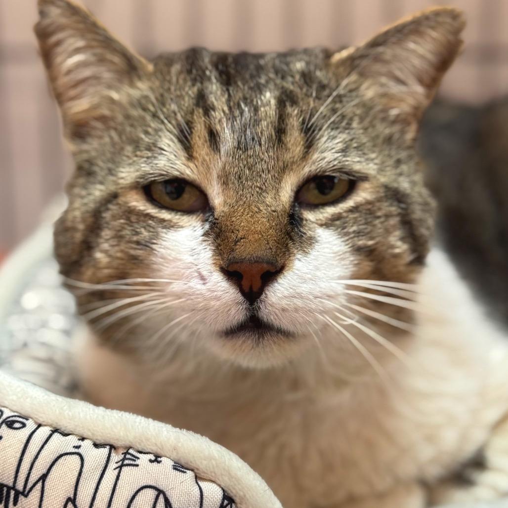 Enlarge Tommy B. Oliver, a Adoptable Domestic Short Hair in Decatur, GA image 6/6