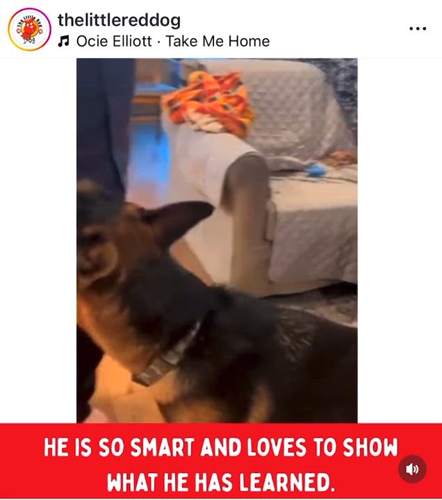 Enlarge Help! Needs a foster home IMMEDIATELY (or a forever home), an adoptable German Shepherd Dog in Corona, CA video 4/5