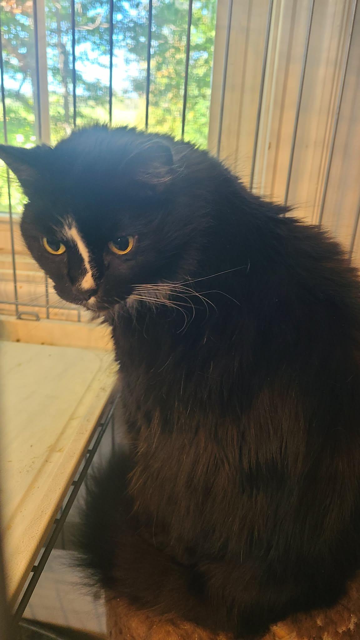 *JJ, Adoptable, Adult Female Domestic Medium Hair.