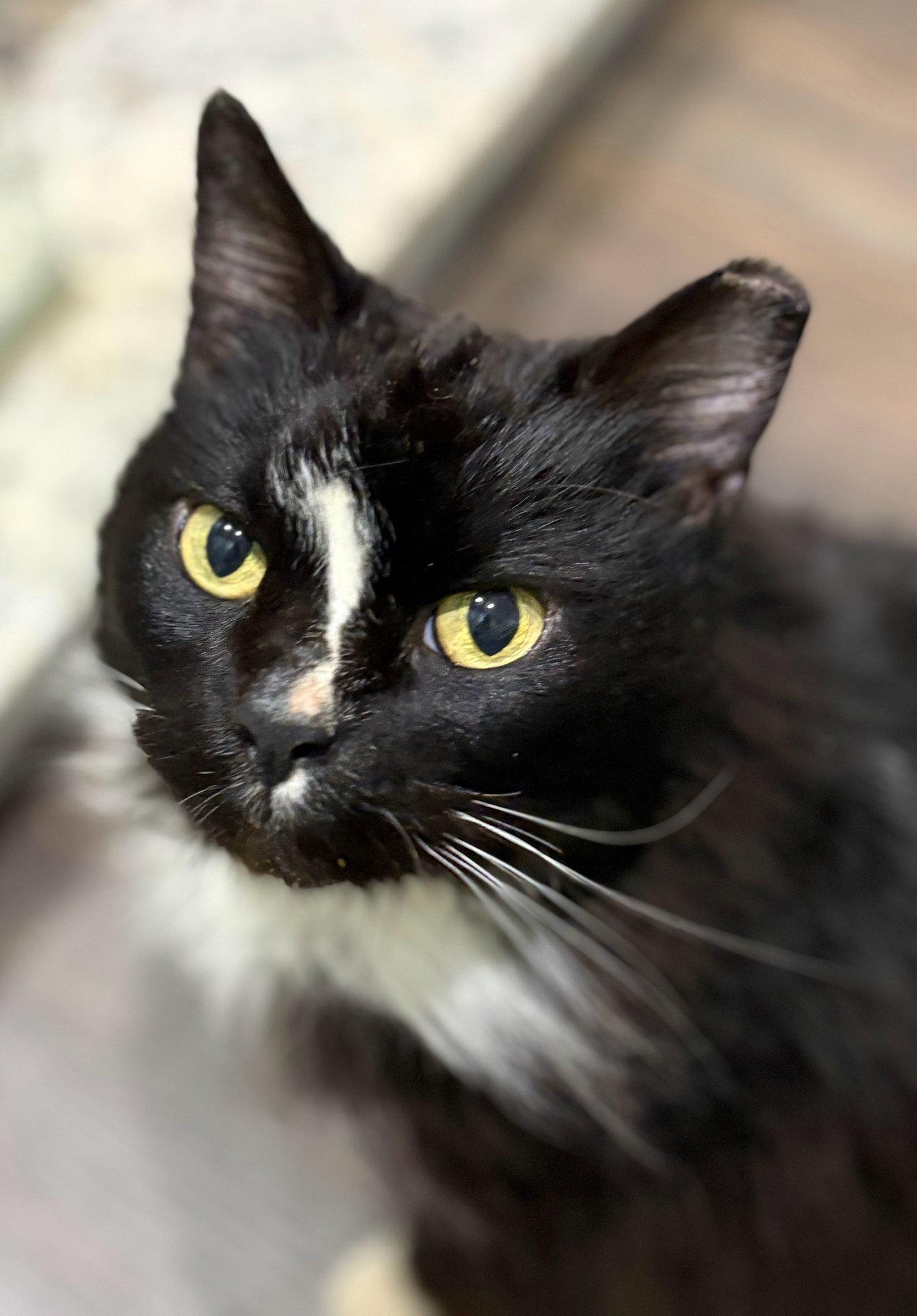 *JJ, Adoptable, Adult Female Domestic Medium Hair.