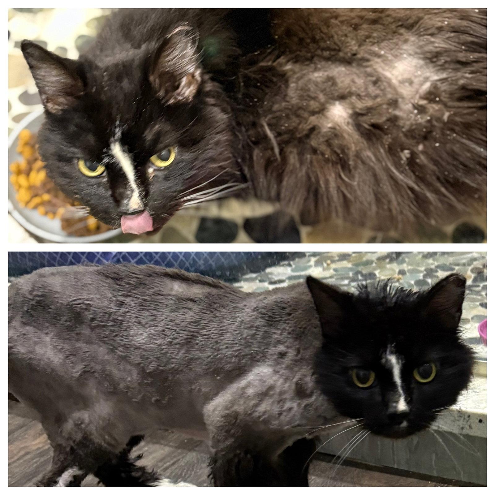 Enlarge *JJ, a Adoptable Domestic Medium Hair in Forest, VA image 2/2
