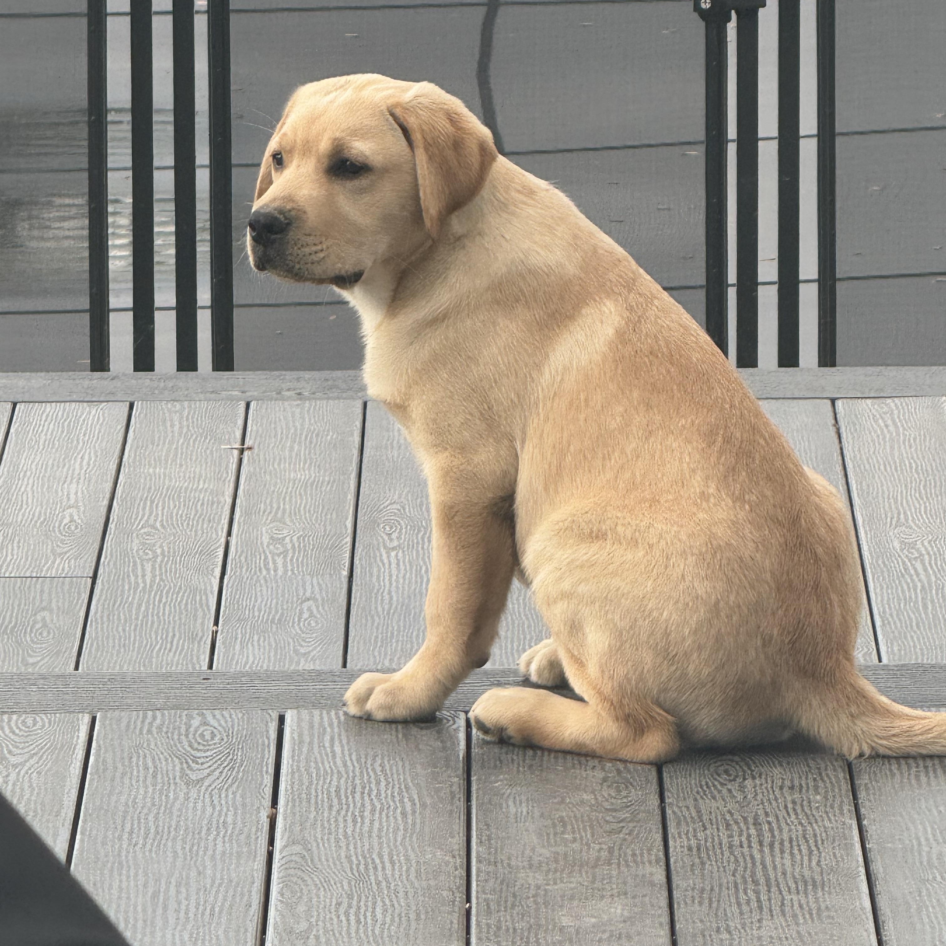 Enlarge Louie, a Adopted Yellow Labrador Retriever in Cincinnati, OH image 3/6