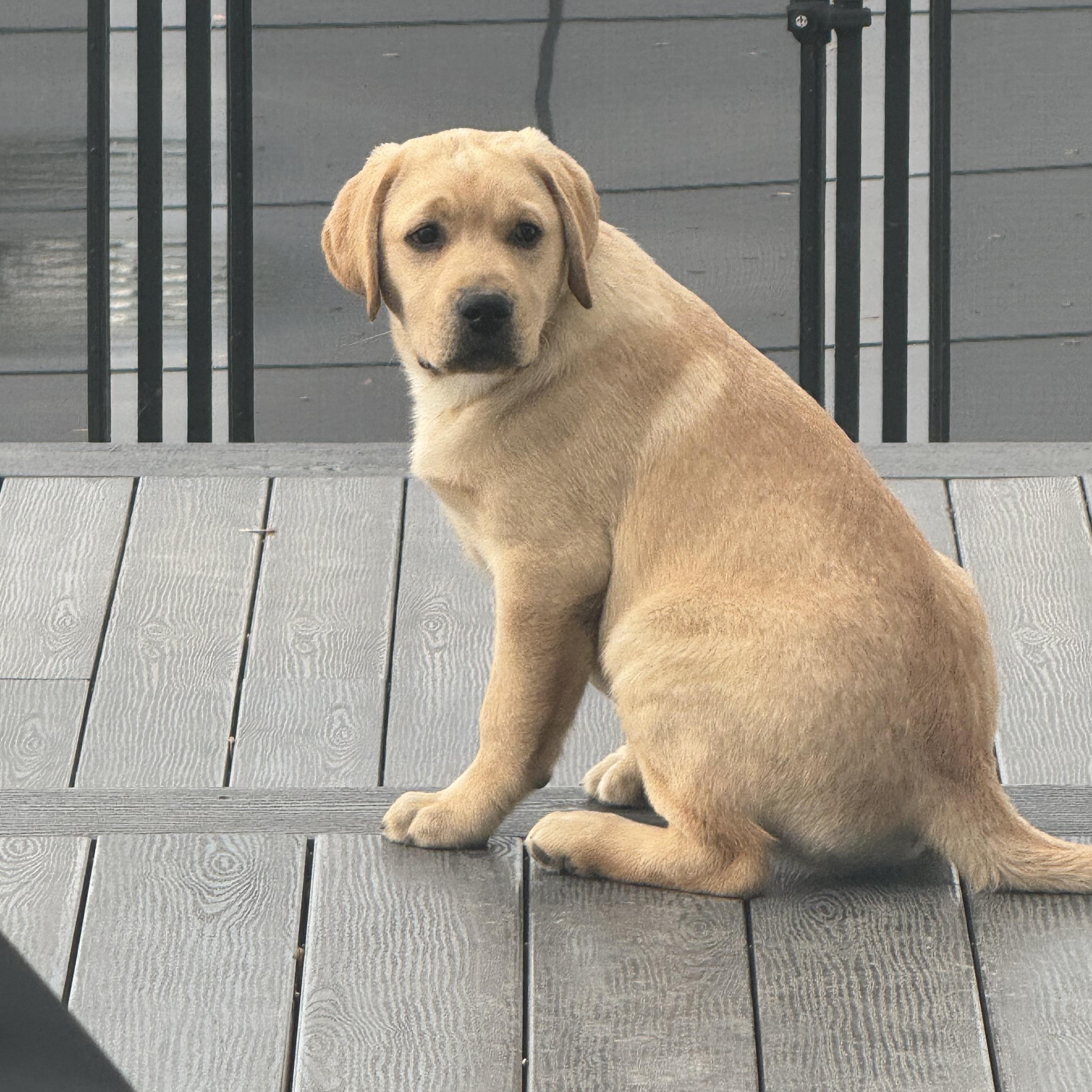 Enlarge Louie, a Adopted Yellow Labrador Retriever in Cincinnati, OH image 4/6
