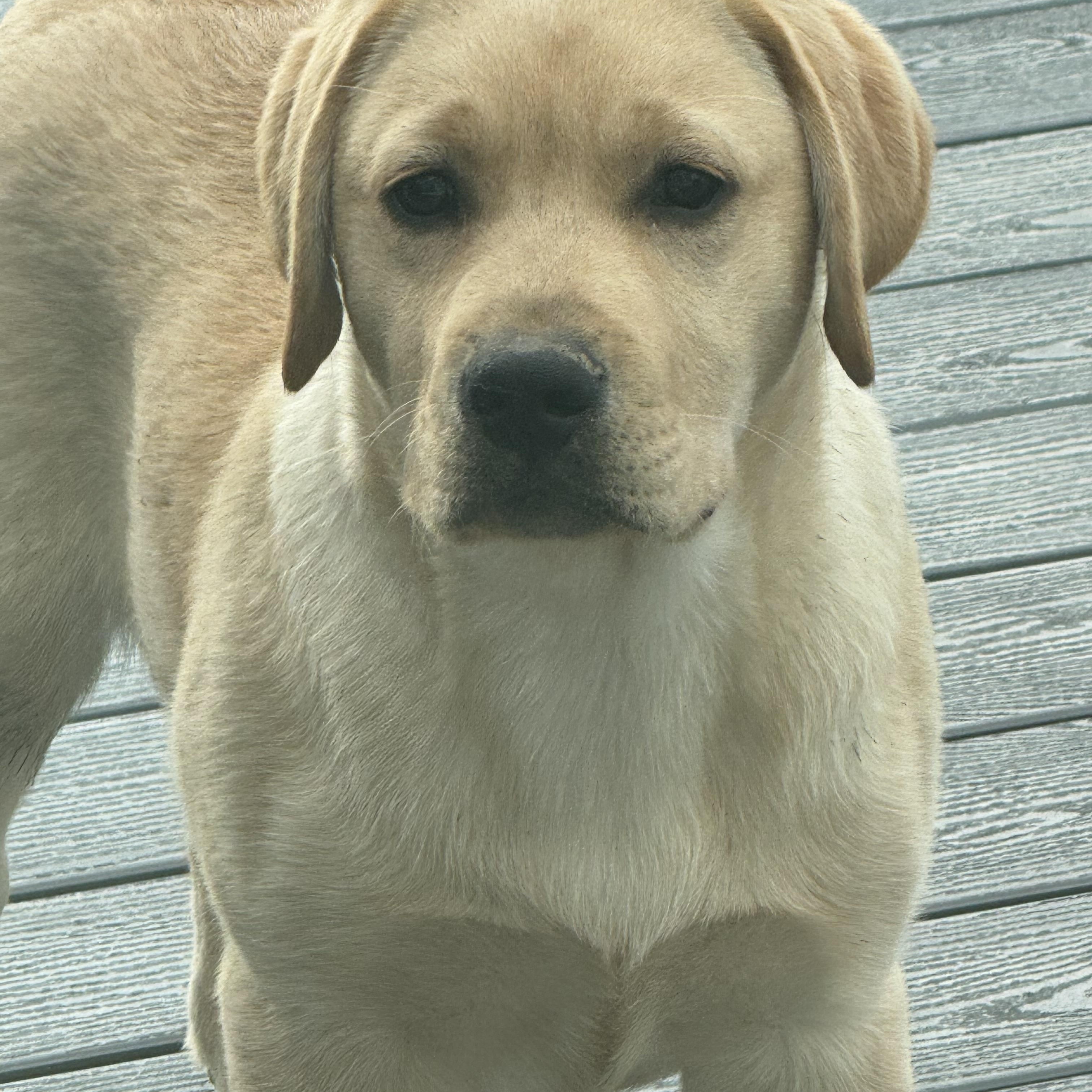 Enlarge Louie, a Adopted Yellow Labrador Retriever in Cincinnati, OH image 6/6