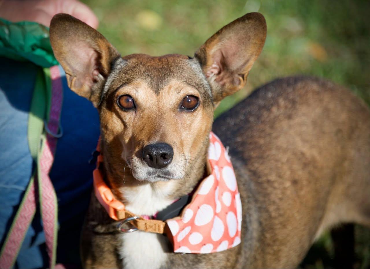 Enlarge Pumpkin, a Adoptable Mixed Breed in Hopkinton, MA image 2/6