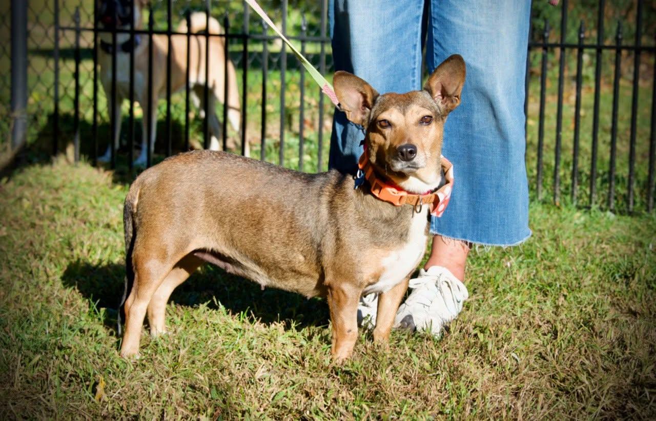 Enlarge Pumpkin, a Adoptable Mixed Breed in Hopkinton, MA image 3/6