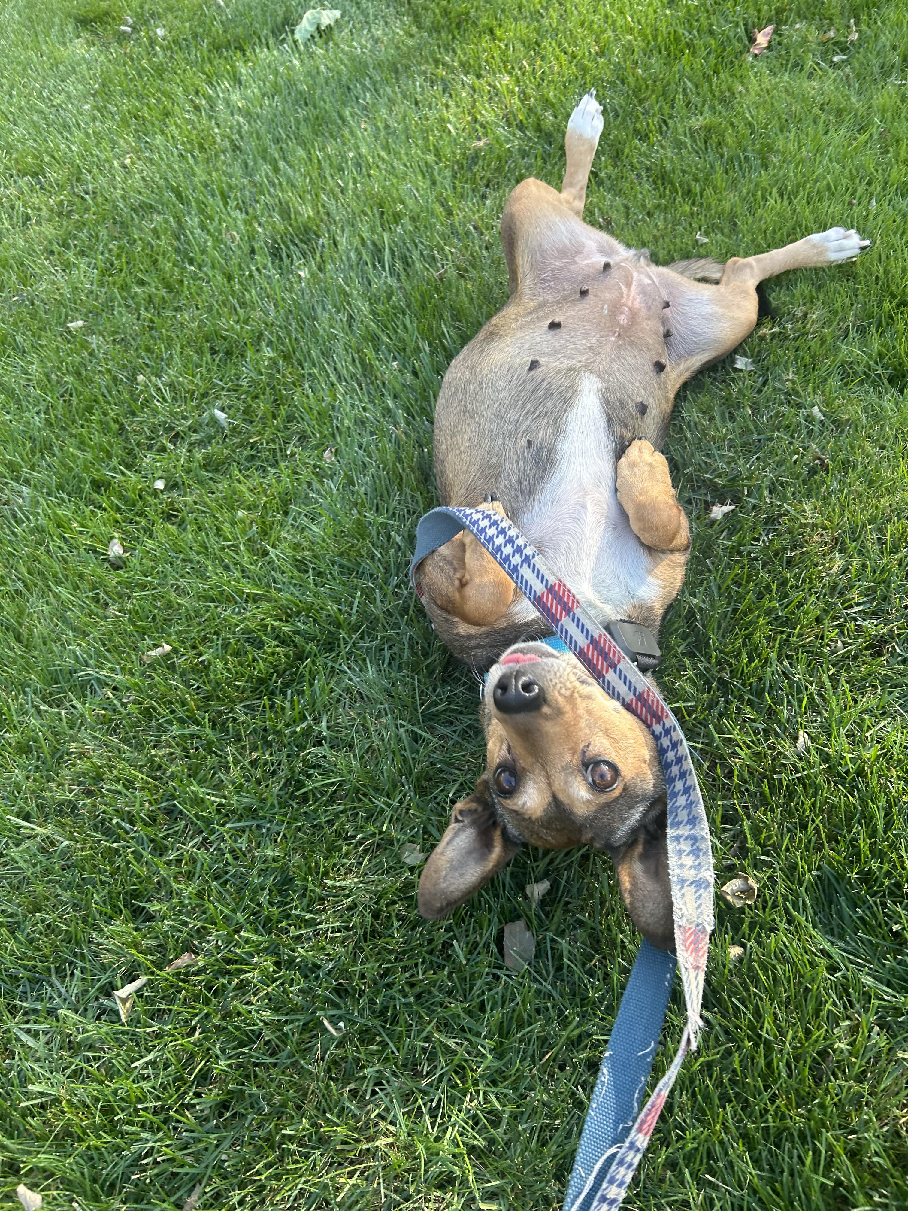 Enlarge Pumpkin, a Adoptable Mixed Breed in Hopkinton, MA image 6/6