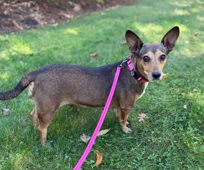 Pumpkin, Adoptable, Adult Female Mixed Breed.