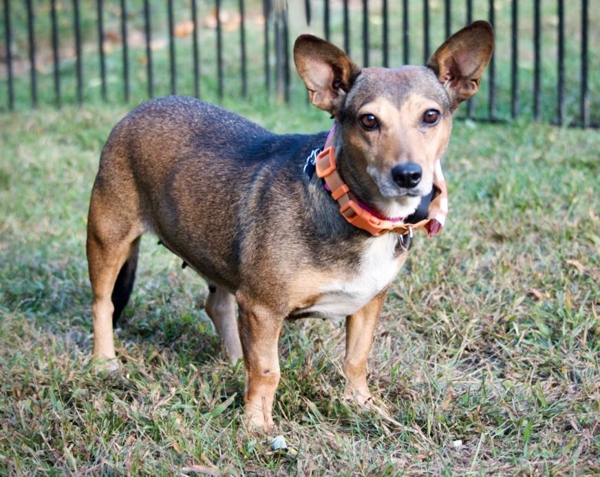 Enlarge Pumpkin, a Adoptable Mixed Breed in Hopkinton, MA image 4/6