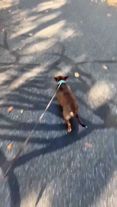 Enlarge Pumpkin, a Adoptable Mixed Breed in Hopkinton, MA video 5/6
