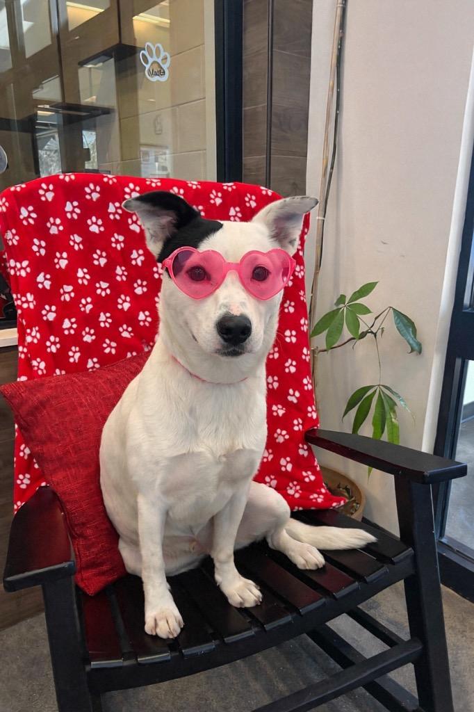 Enlarge SLUG, a Adoptable mixed breed in Rome, GA image 1/1