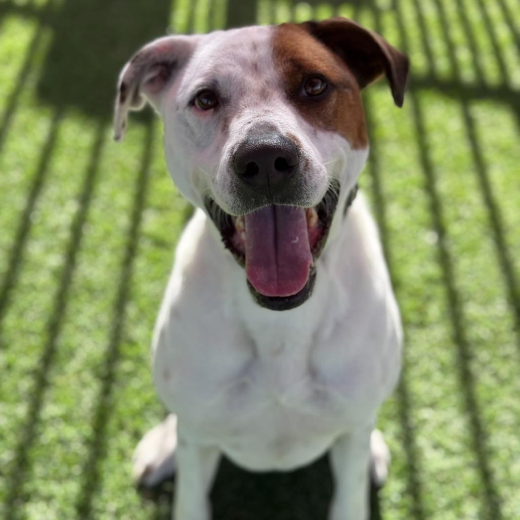 Max, Adoptable, Adult Male Cattle Dog.