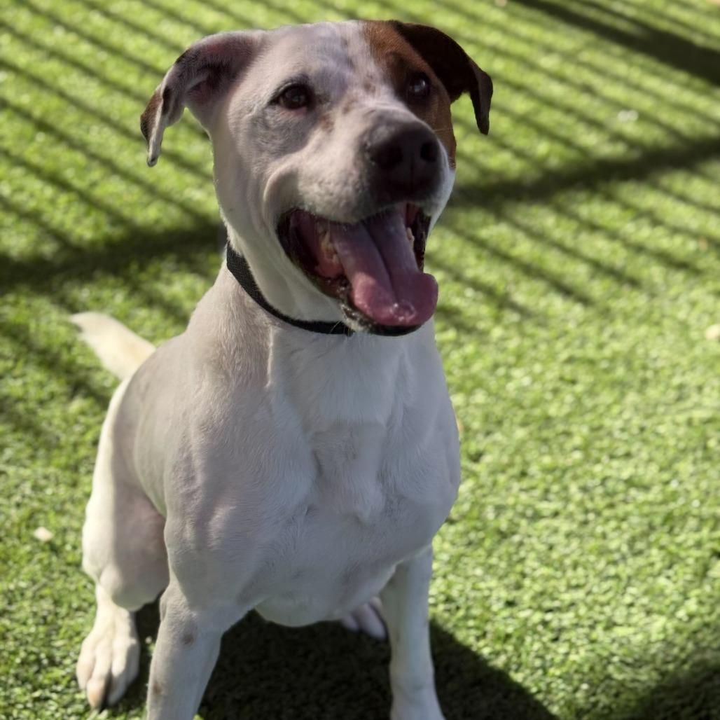 Enlarge Max, a Adoptable mixed breed in San Antonio, TX image 2/6