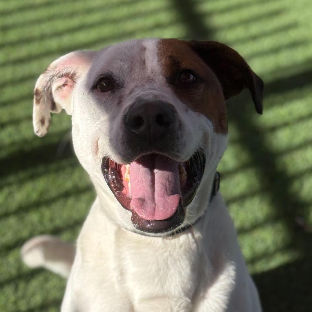 Enlarge Max, a Adoptable mixed breed in San Antonio, TX image 5/6