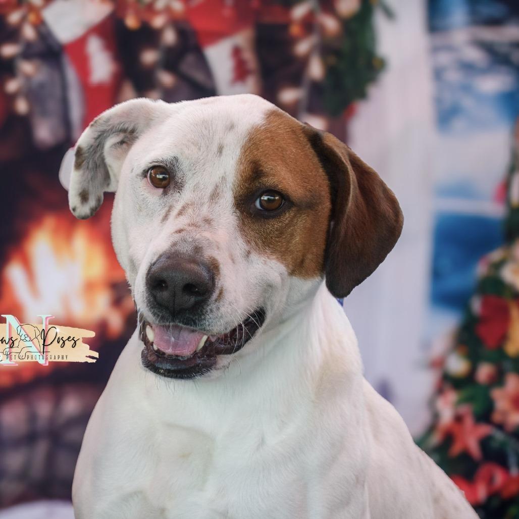 Enlarge Max, a Adoptable mixed breed in San Antonio, TX image 6/6