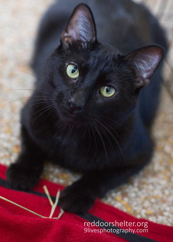 Joey, Adoptable, Adult Male Domestic Short Hair.