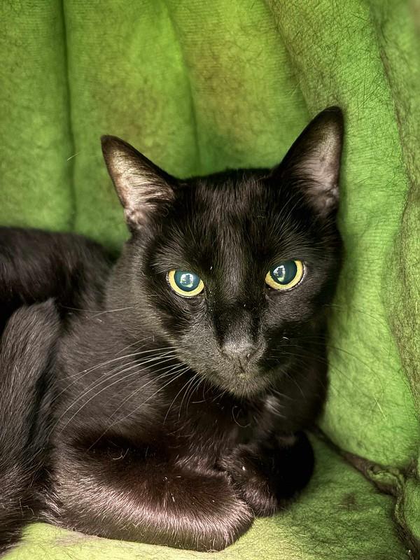 Enlarge Joey, a Adoptable Domestic Short Hair in Chicago, IL image 2/2