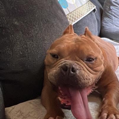 Enlarge Duchess , a ADOPTABLE mixed breed in Eugene, OR image 2/5