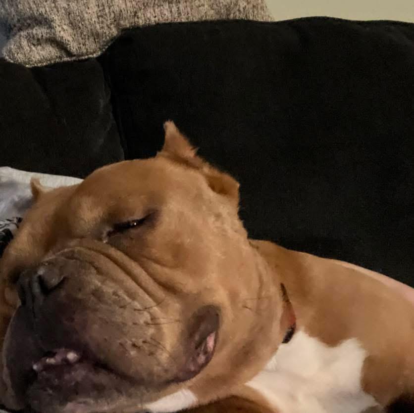 Enlarge Duchess , a ADOPTABLE mixed breed in Eugene, OR image 3/5