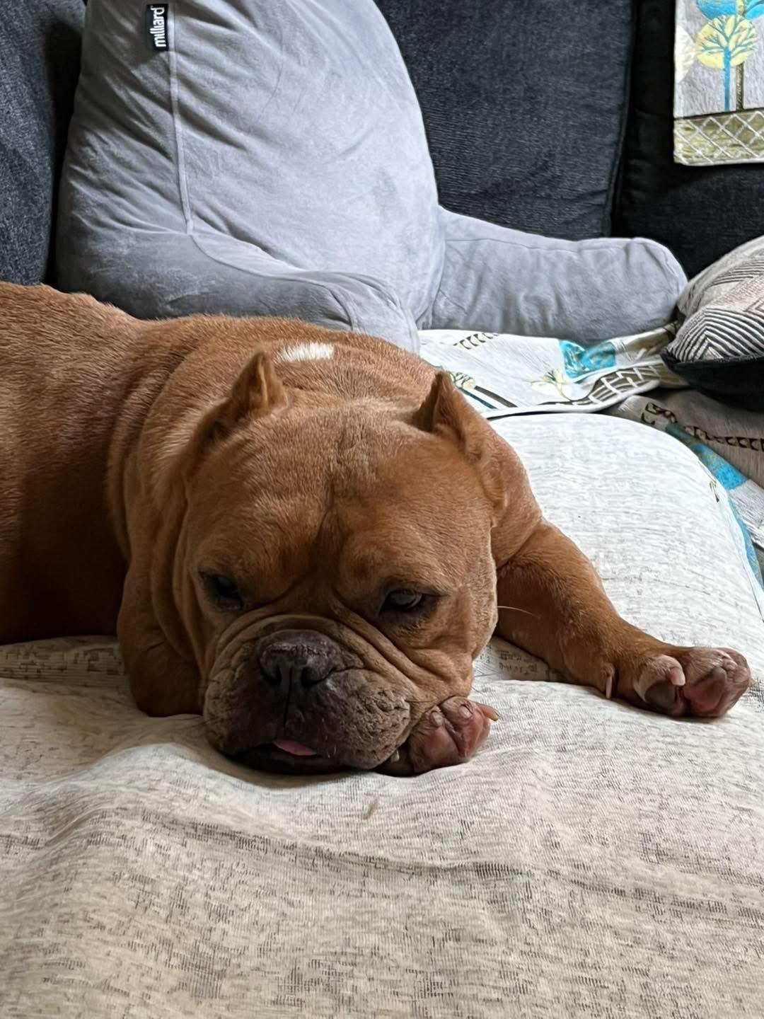 Enlarge Duchess , a ADOPTABLE mixed breed in Eugene, OR image 4/5