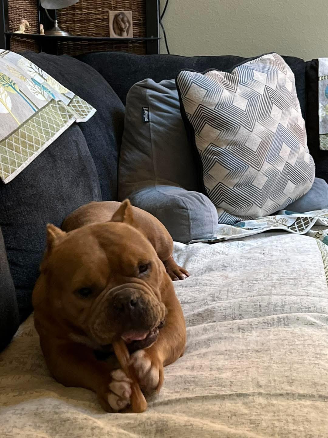 Enlarge Duchess , a ADOPTABLE mixed breed in Eugene, OR image 1/5