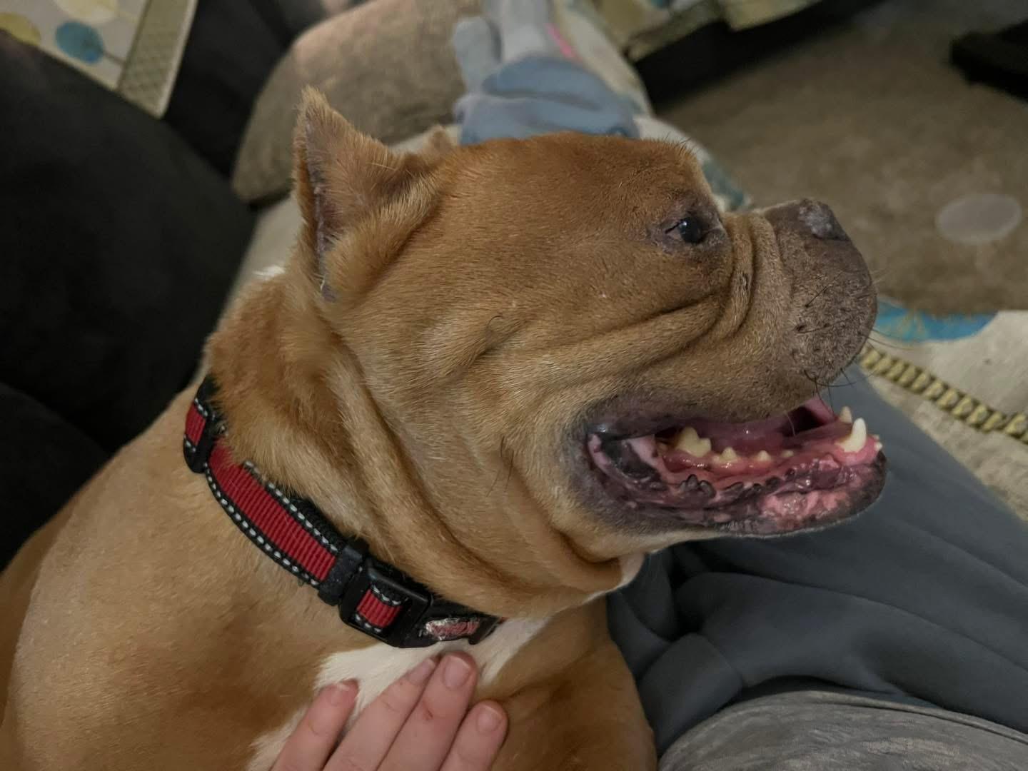 Enlarge Duchess , a ADOPTABLE mixed breed in Eugene, OR image 5/5