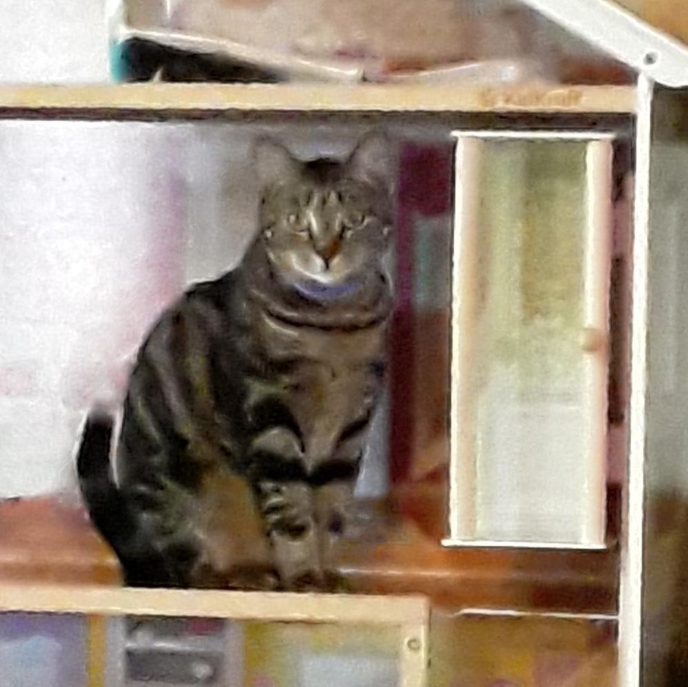 Tyra Banks, ADOPTABLE, Adult Female Domestic Short Hair.