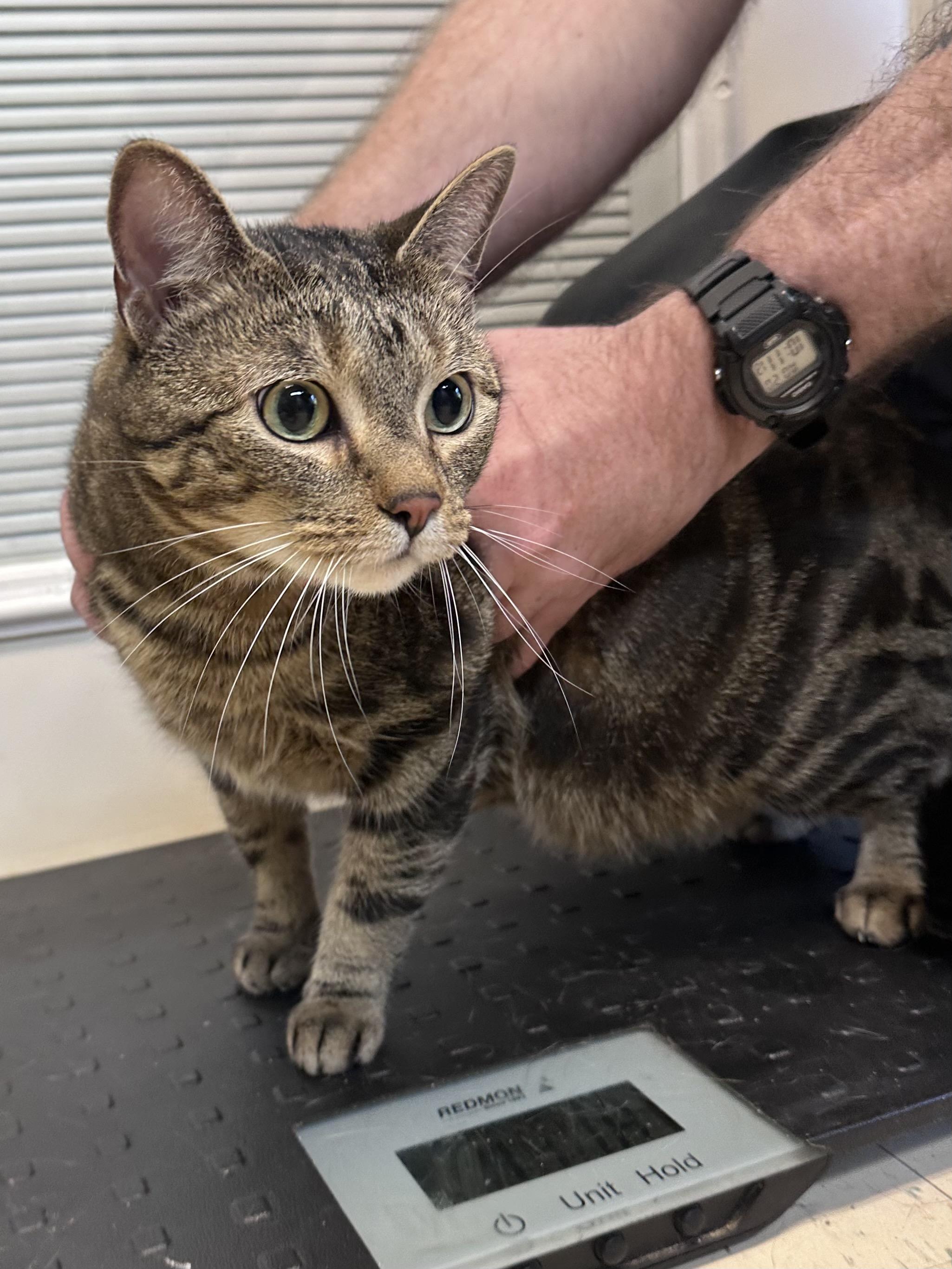 Enlarge Tyra Banks, a ADOPTABLE Domestic Short Hair in Dyersburg, TN image 3/5
